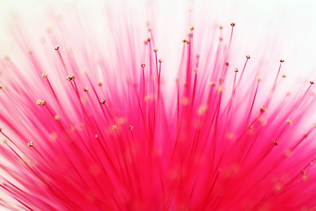 Blüte mit sichtbaren Pollen